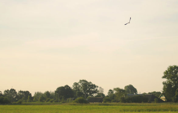 trust - park with bird flying