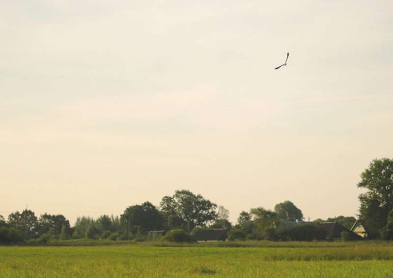 trust - park with bird flying